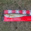 Линейка Scorpena для измерения улова